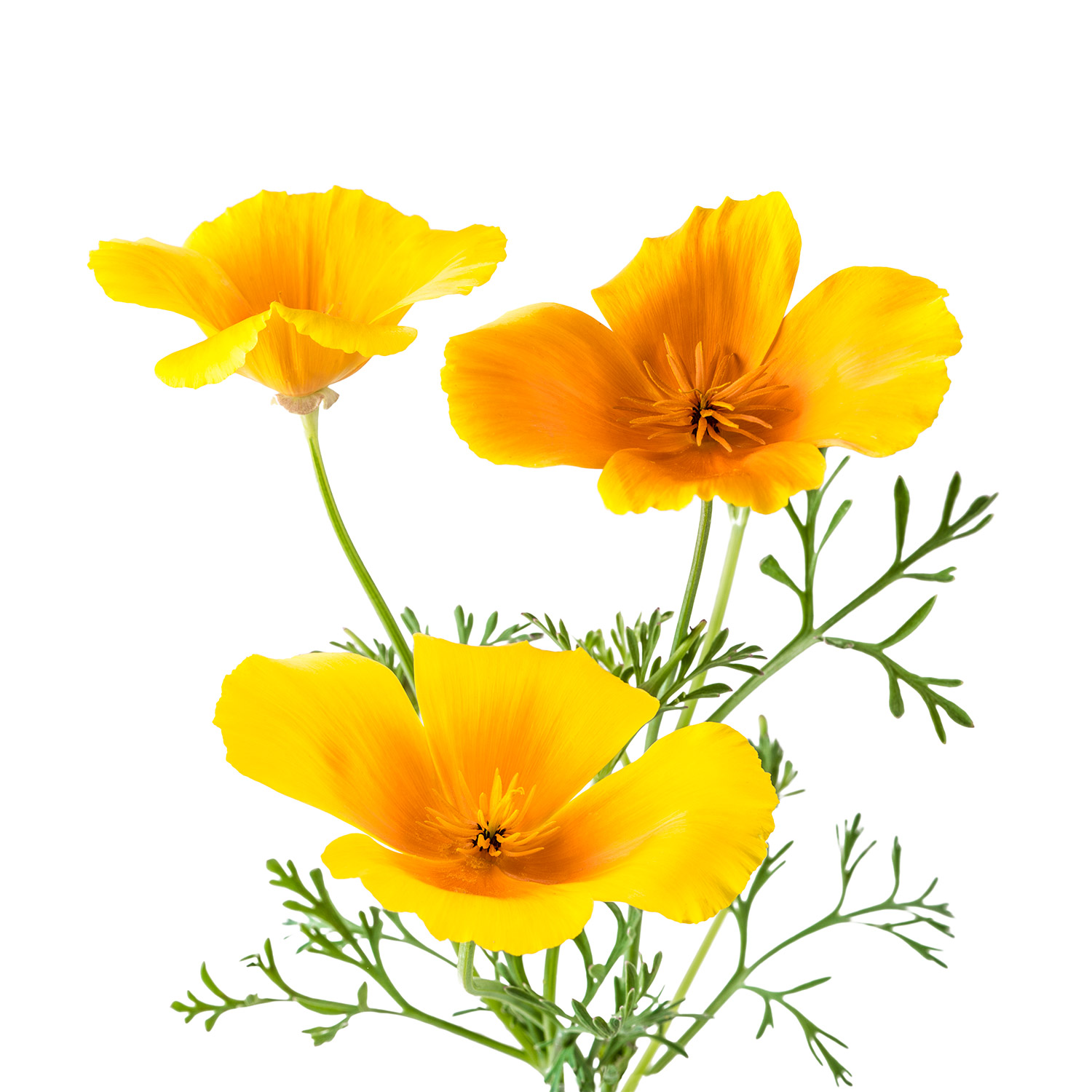 Pavot jaune de Californie